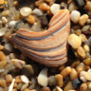 Meet your Posher, Jessimer